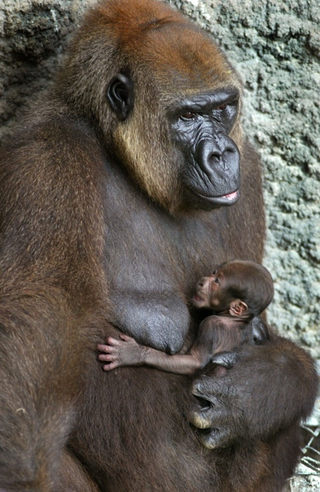 Illustration for article titled Happy Mother's Day To All Creatures, Great And Small